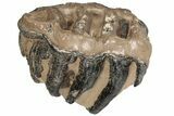 5.3" Partial Southern Mammoth Molar - Hungary - #200769-2